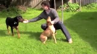 Dog Aggression Towards Other Dogs Put a Stop to Dominant Behavior amp Dog Aggression NOW [upl. by Aneehsor]