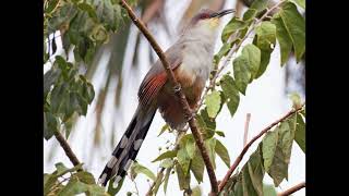 Coccyzus longirostris Hispaniolan Lizard Cuckoo [upl. by Mit]