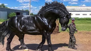 Most Powerful Horse Breed in the world [upl. by Avenej553]