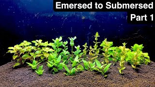 Transitioning Emersed Aquarium Plants to Submerged  Part 1 [upl. by Alliuqa]