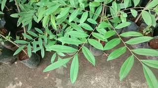 Simarouba glauca Paradisetree Dysenterybark Bitterwood Lakshmi Taru medicinal tree saplings [upl. by Grata]