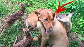 Baby deer Was Raised By A Dog Years Later She Brought Him Her Babies  Too Cute [upl. by Nedmac]