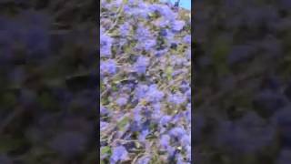 A joyful mountain bike ride through wild lilac bushes [upl. by Ambur753]