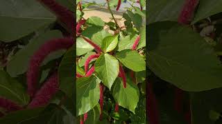 acalypha hispidabeautifulfl nature [upl. by Jeffrey974]