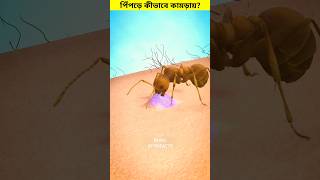 পিঁপড়ে আমাদের কামড়ায় কীভাবে 😳 shorts ants bite [upl. by Cos]