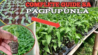 Complete Guide sa Pagpupunla ng Sili [upl. by Sewel]