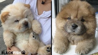 Un CANE o un ORSETTO  Cuccioli di Chow Chow [upl. by Lenoel]