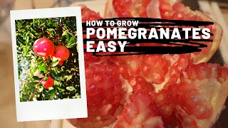 Grow Pomegranate from Cuttings  from STICK to PLANT [upl. by Nich]