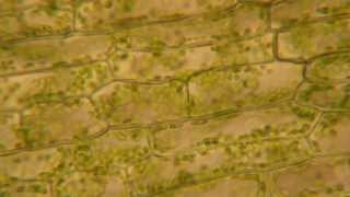 Cytoplasmic Streaming in Elodea [upl. by Wolsniw]