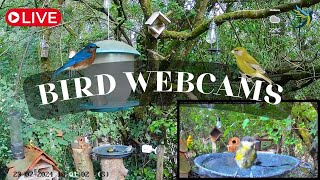 LIVE 🔴 Bird Cams 247 ｜Caméras oiseaux 247 4K 7am ➡️ DAY ☀️ 7pm ➡️ NIGHT 🌙 [upl. by Melania450]