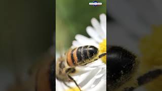 Flowers talk to bumblebees using electricity [upl. by Mazonson794]