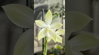 Phalaenopsis tetraspis green [upl. by Enyalb]