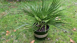 Chamaerops humilis is a Very Adaptable and ColdHardy Palm [upl. by Naxor]