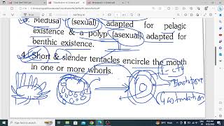 Classification of PhylumCnidaria BSc SEM I NEP Zoology [upl. by Sebastian301]