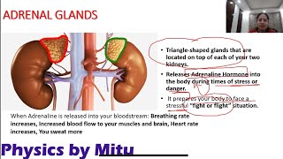 Endocrine Glands Hormones and their functions  Control and Coordination class 10 Part2 Bio scienc [upl. by Hitoshi728]