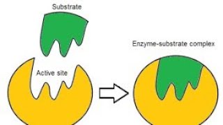 characteristics of enzymesCharacteristics of enzymes urduCharacteristics of enzymes class 9th [upl. by Fulmer]