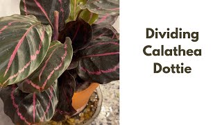 Episode 30 Propagation Calathea Dottie How to Successfully Divide your Calathea Dottie [upl. by Danni]