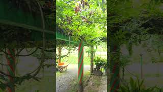 Wisteria Plant Since 1878 wisteria oldest oldesttree shorts short darjeeling 1878 planting [upl. by Janette]