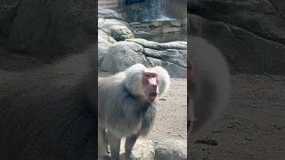 Baboon got aggressive in Prospect Park Brooklyn NY Something is going on over there 😳 [upl. by Whiteley]