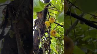 பேய் அத்தி பழம்ஆ🧐 Ficus hispida  Opposite Leaf Fig villagelife nature kids story [upl. by Hannavahs]