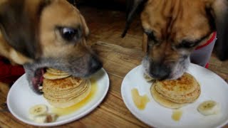 Dogs Eat Pancakes in 20 Seconds [upl. by Johnath]