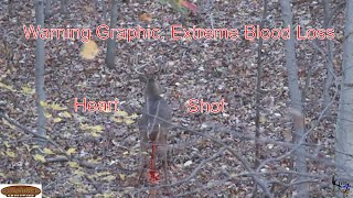 Extremely graphic heart shot on a Nontypical 10 point Whitetail buck Extreme blood loss [upl. by Saqaw]