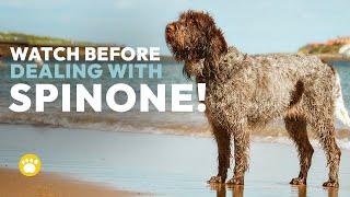 Spinone Italiano Temperament Should You Get One [upl. by Alidia485]