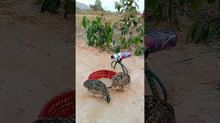 Simple bird traps quail traps shorts [upl. by Daveda]