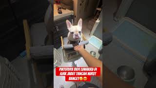 Pinternya 🥰 french doglover funny frenchie frenchbuldog  fyp short shortsvideo [upl. by Kalina]