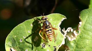 Syrphid Fly Spilomyia suzukii Mimics a Wasp スズキナガハナアブ♀の身繕い [upl. by Erlinna]