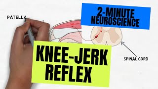 2Minute Neuroscience Kneejerk Reflex [upl. by Alemahs311]