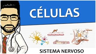 Sistema Nervoso 02  Células  Tecido  Histologia Vídeo Aula [upl. by Fihsak510]