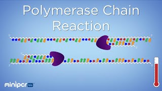 What is PCR Polymerase Chain Reaction  miniPCR bio™ [upl. by Eelegna]