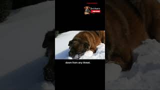 Caucasian Shepherd vs Tiger  The Ultimate Beast 🐾shorts dogs viralvideo [upl. by Annalee]