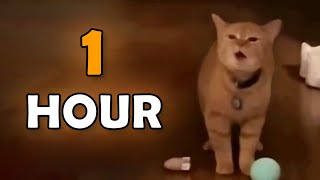 I go meow 1 hour version  I go meow cat meme [upl. by Nolitta661]