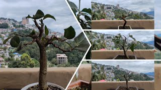 Summer Pruning of 8 Different Bonsai Trees [upl. by Tavey193]