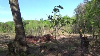 Land Clearing Mistakes To Avoid Plus Clear Cutting Myths [upl. by Ettenor610]