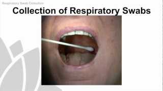 Respiratory Swab Collection Training Video  NSW Health [upl. by Brandwein551]