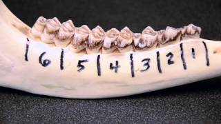 Whitetailed Deer Jawbone Aging Part 1  Tooth Replacement [upl. by Lusa]