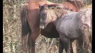 A year in the life of a Highland pony at ACHNACONE highland pony stud [upl. by Lleira]