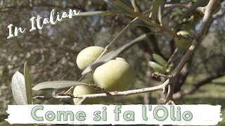 Come si fa lOlio Extravergine dOliva IN ITALIANO [upl. by Bolger773]