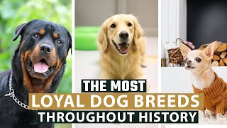 The Most Loyal Dog Breeds In The World [upl. by Naryb20]