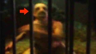 20 CREEPY Unknown Creatures Caught on Tape [upl. by Odnamla]