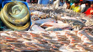 Excellent  Sea Fish Big Market of Bangladesh Cottogram Fishery ghat [upl. by Lida]