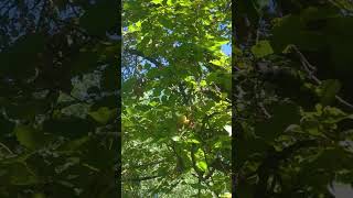 Apricot trees from Yasin Valley youtubeshorts nature mountains apricots [upl. by Squier]