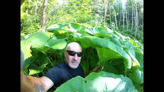 Hiding out in a Jungle of Giant Petasites japonicus giganteus [upl. by Einnol]