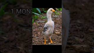 aseel shamo BEFOR AND AFTER shortvideo viralreel chicken [upl. by Abey]