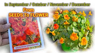 Nasturtium Plant From Seeds To Flower Update  Nasturtium Plant From Seeds How To Grow [upl. by Chadbourne]