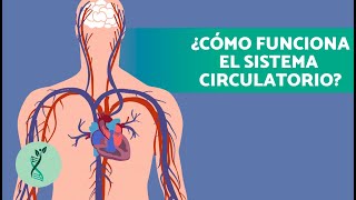 ¿Cómo es el SISTEMA CARDIOVASCULAR o CIRCULATORIO humano 🫀🧬 Características y Partes [upl. by Glynas]