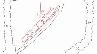 Branches of Superior and Inferior Mesenteric Arteries [upl. by Nauj]